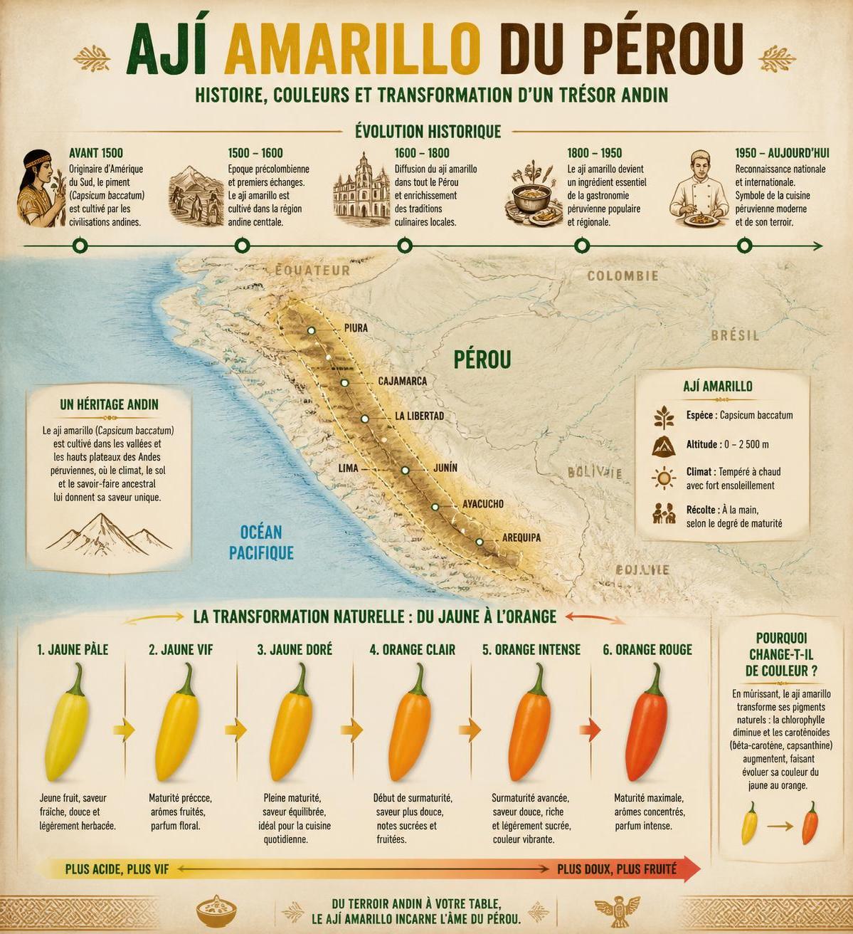 découvrez l'ají amarillo, le piment jaune péruvien incontournable, et ses substituts pour cuisiner des saveurs authentiques péruviennes depuis paris.