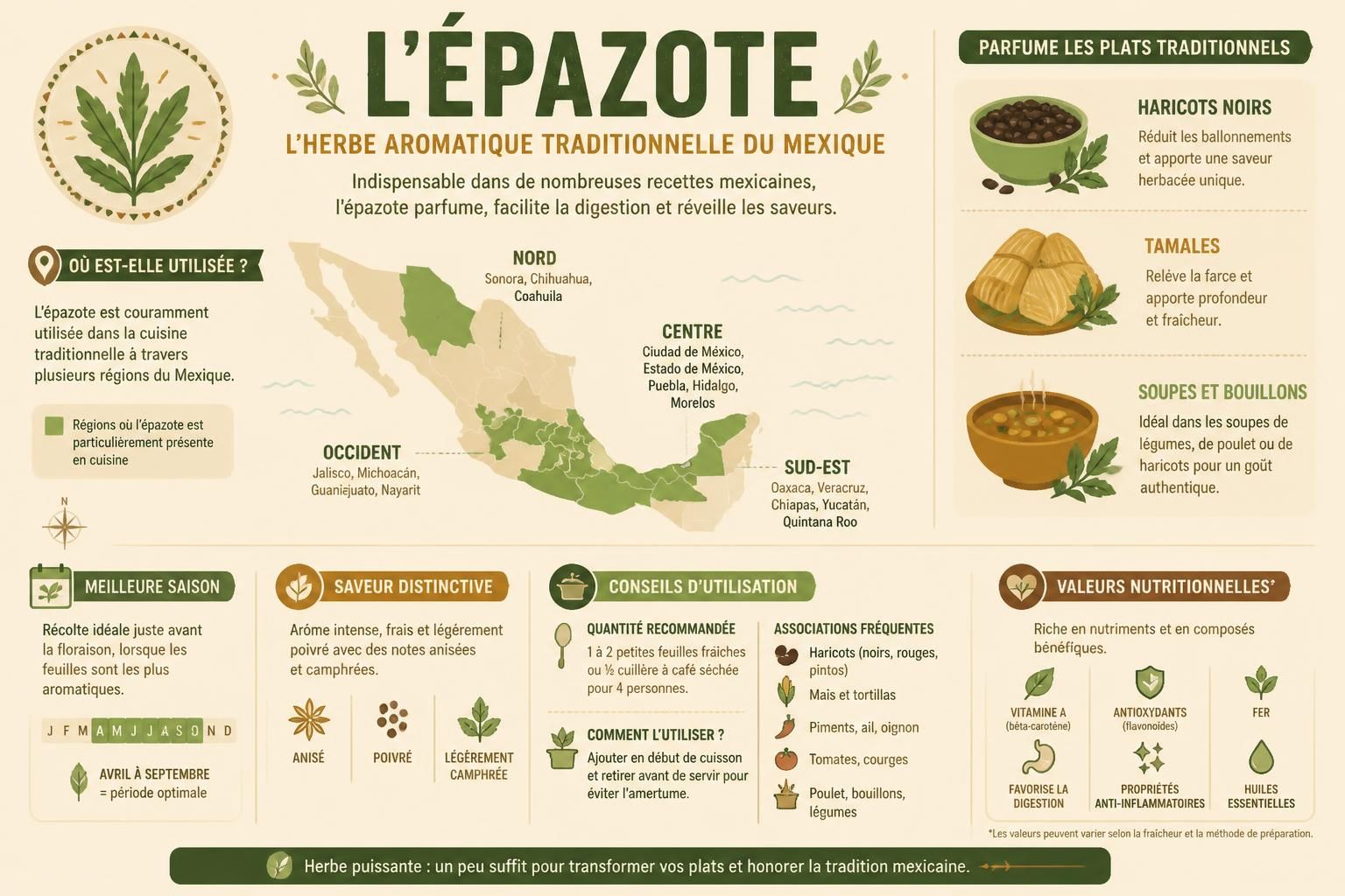 découvrez l'épazote, l'herbe mexicaine secrète qui apporte une saveur unique aux haricots noirs, tamales et soupes, pour sublimer vos plats authentiques.