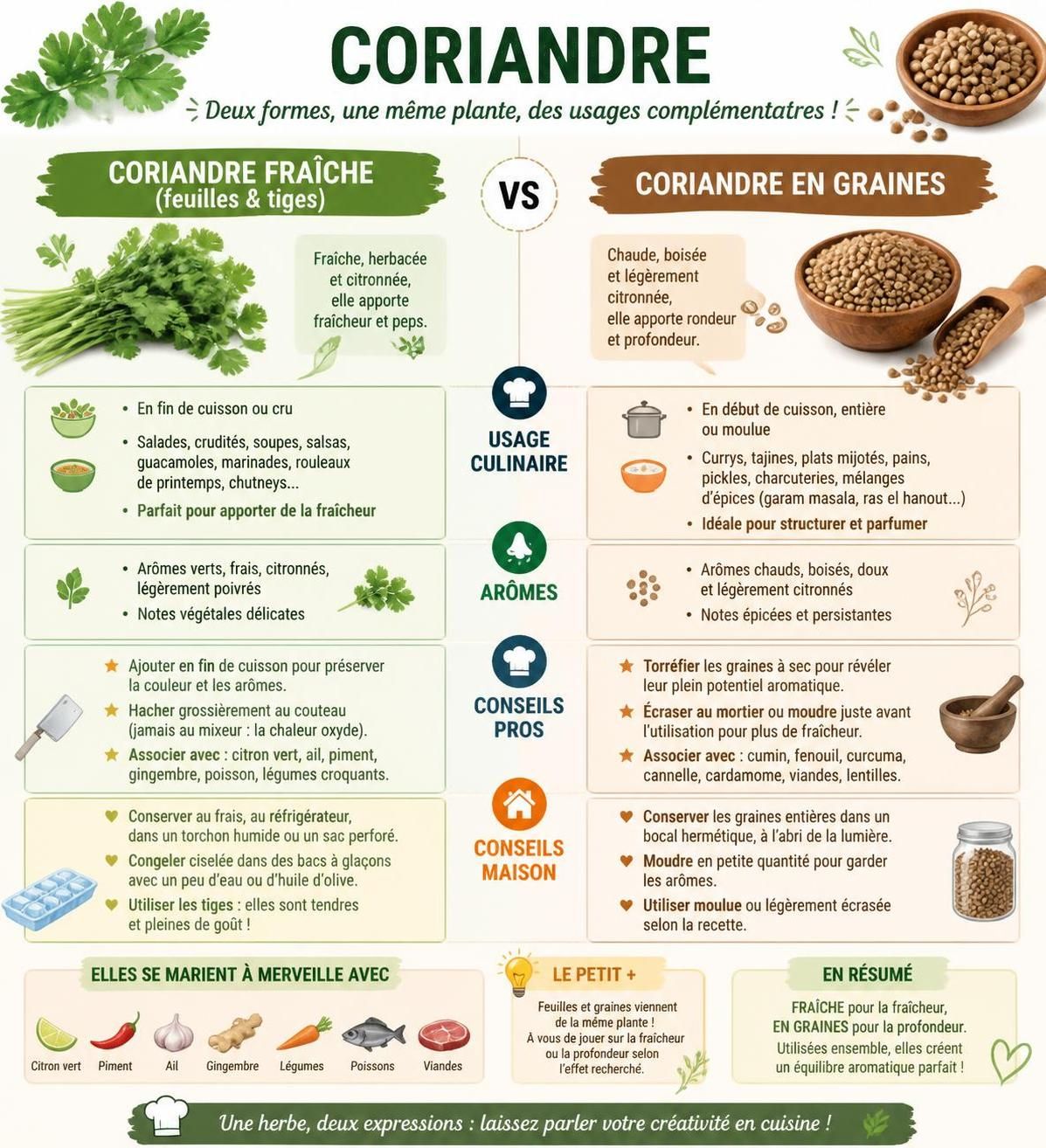 découvrez les différences entre coriandre fraîche et coriandre en graines, deux formes du même plant aux usages culinaires distincts pour sublimer vos plats.